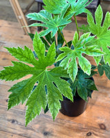 Fatsia japonica ‘Spider's Web’ - Plant Daddy