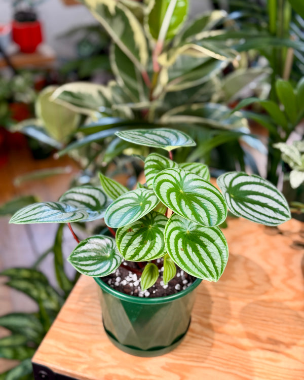 Peperomia argyreia (Watermelon Peperomia) - Plant Daddy