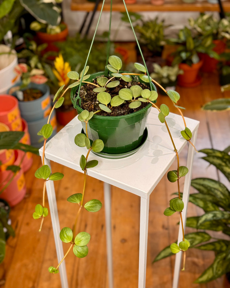 Peperomia hope - Plant Daddy