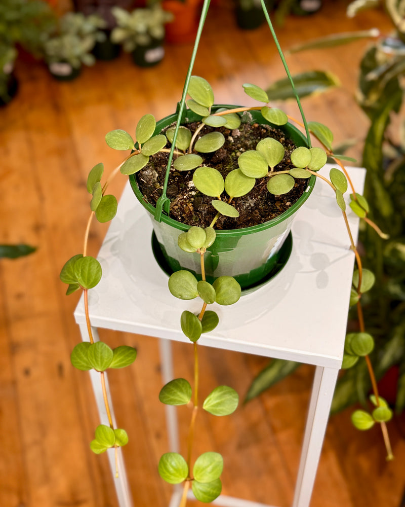 Peperomia hope - Plant Daddy