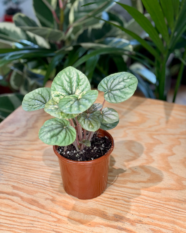 Peperomia ‘Pink Lady’ - Plant Daddy