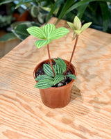 Peperomia tetragona (Parallel Peperomia) - Plant Daddy