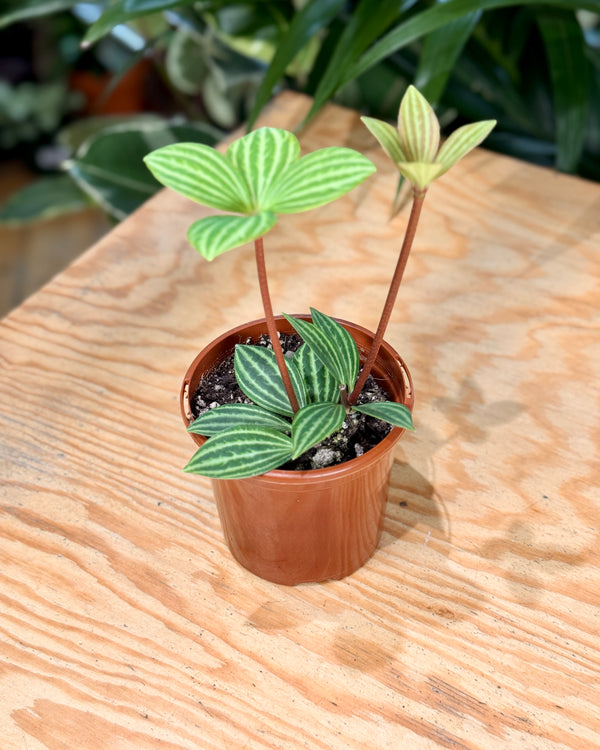 Parallel Peperomia Tetragona - Plant Daddy