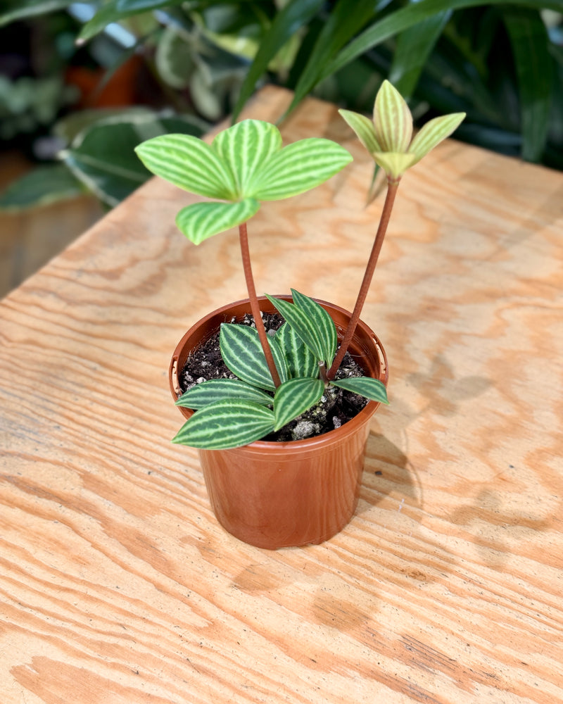 Parallel Peperomia Tetragona - Plant Daddy