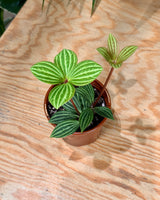 Peperomia tetragona (Parallel Peperomia) - Plant Daddy