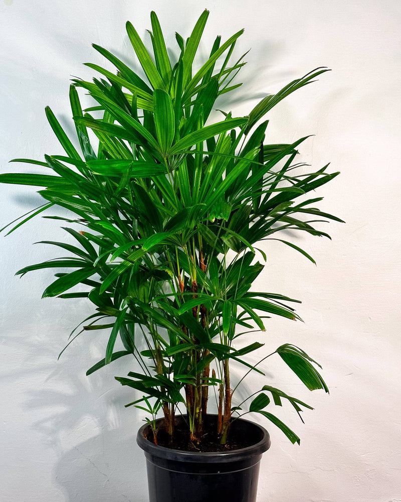 Lady Palm (Rhapis Excelsa)