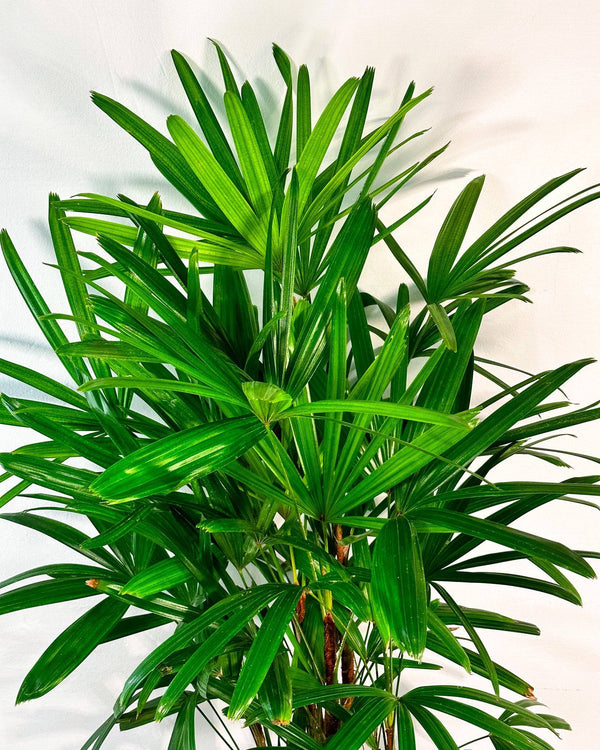 Lady Palm (Rhapis Excelsa)