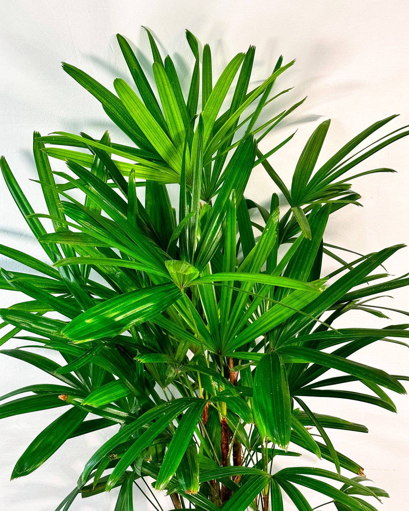 Lady Palm (Rhapis Excelsa)
