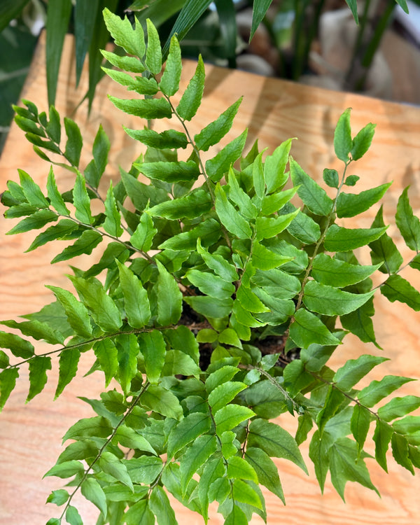 Cyrtomium falcatum (Holly Fern) - Plant Daddy