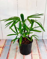 Lady Palm (Rhapis Excelsa)