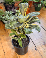 Cordyline fruticosa 'Chocolate Queen' - Plant Daddy