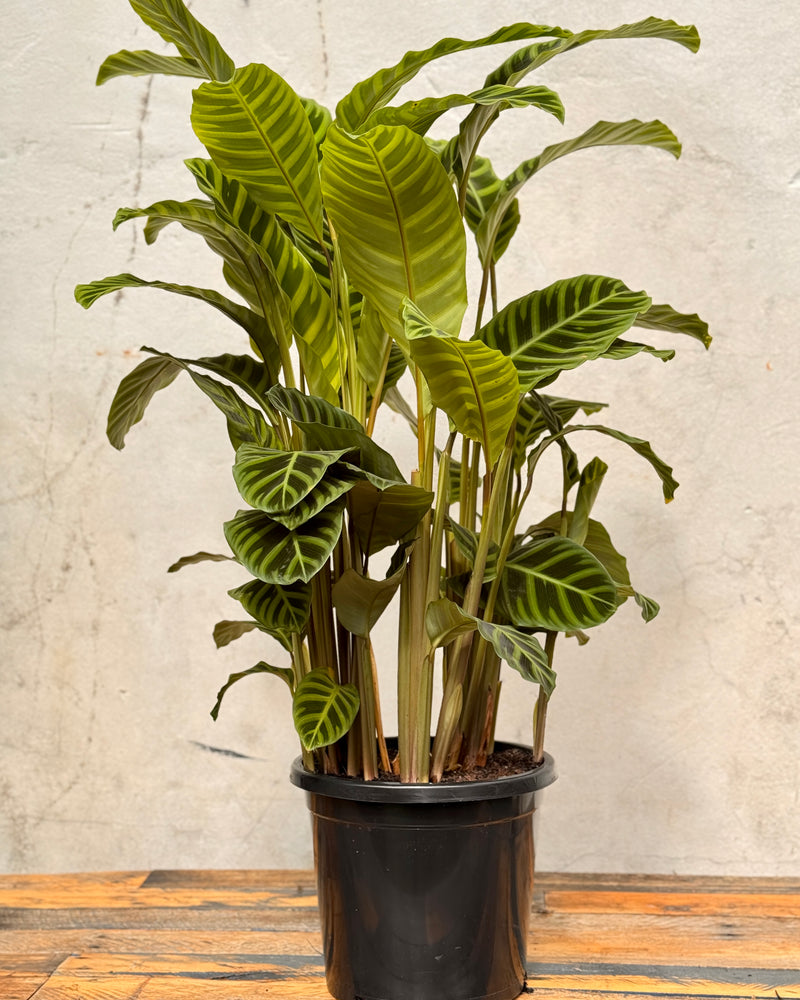 Calathea 'Zebrina' - Plant Daddy