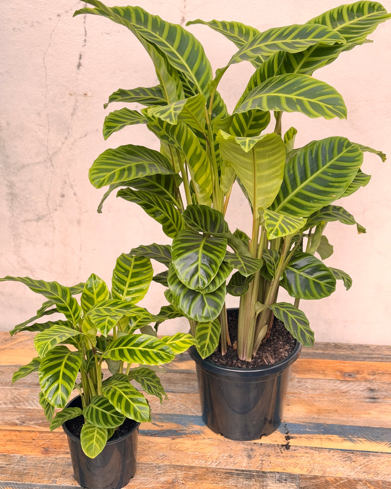 Calathea 'Zebrina' - Plant Daddy