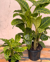 Calathea 'Zebrina' - Plant Daddy