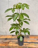 Schefflera amate 'Umbrella Tree' - Plant Daddy