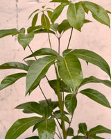 Schefflera amate 'Umbrella Tree' - Plant Daddy