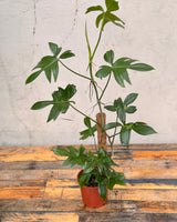 Philodendron Pedatum 'Philodendron Florida' - Plant Daddy