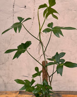 Philodendron Pedatum 'Philodendron Florida' - Plant Daddy