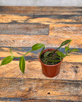 Vanilla Planifolia ‘Variegata’ 'Vanilla Orchid' - Plant Daddy