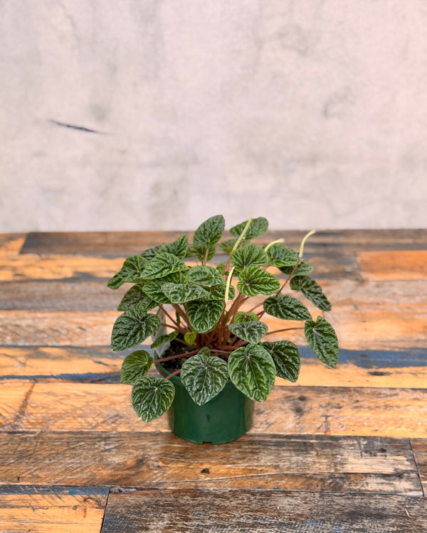 Peperomia 'Emerald Ripple' - Plant Daddy