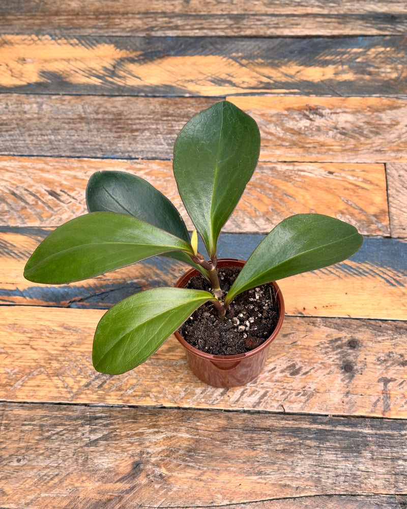 Peperomia clusiifolia Emerald - Plant Daddy