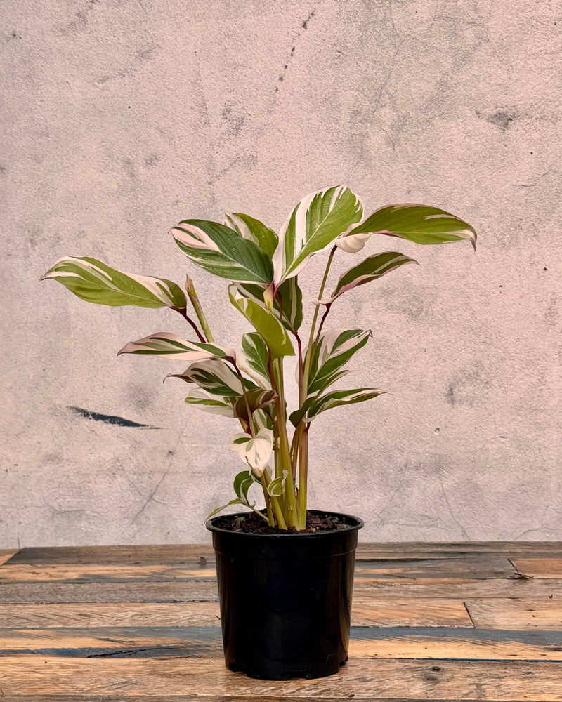 Maranta Leuconeura ‘Watercolour’ - Plant Daddy