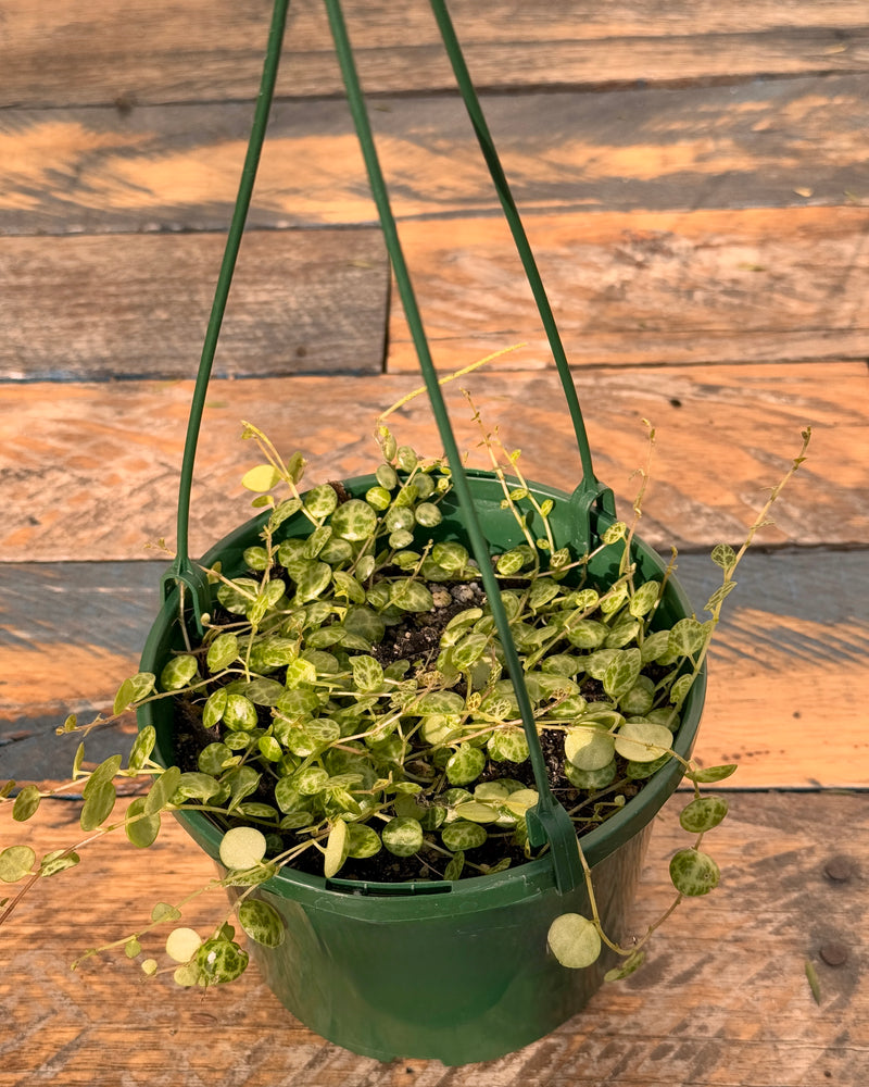 Peperomia prostrata (String of Turtles) - Plant Daddy