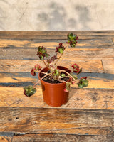 Begonia 'Cathedral Windows' - Plant Daddy