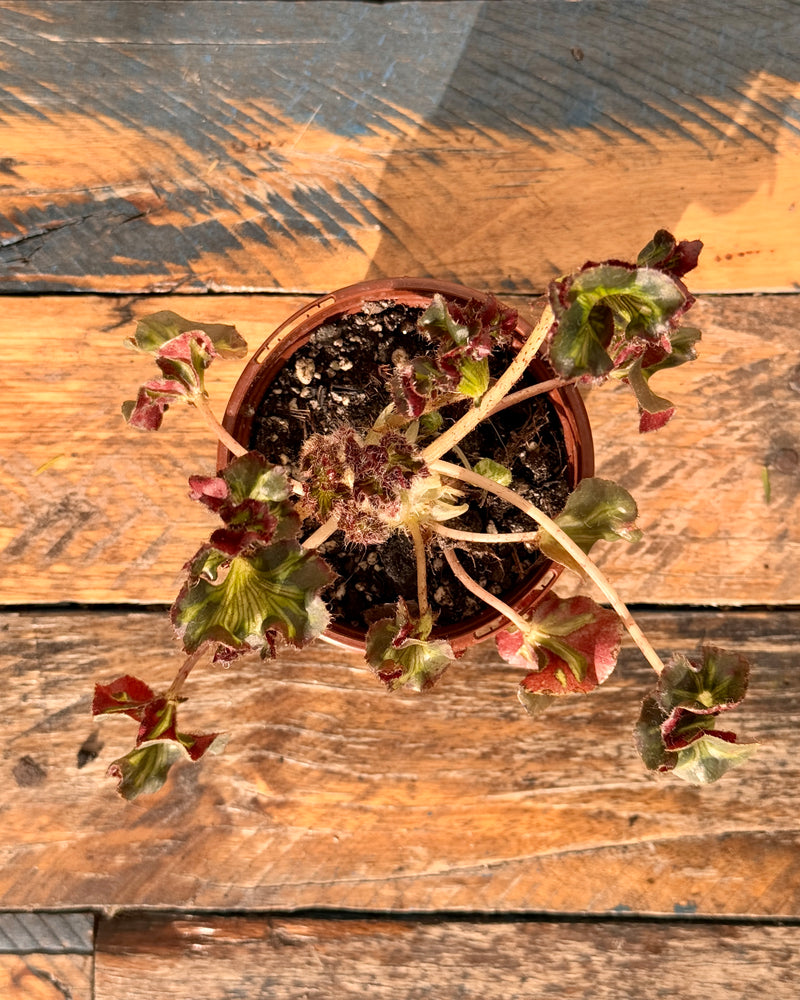 Begonia 'Cathedral Windows' - Plant Daddy