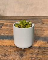 Tub Stone Pot - Plant Daddy