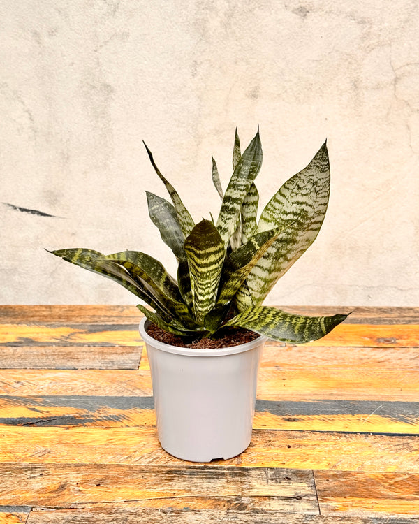 Sansevieria trifasciata ‘Robusta’ - Plant Daddy