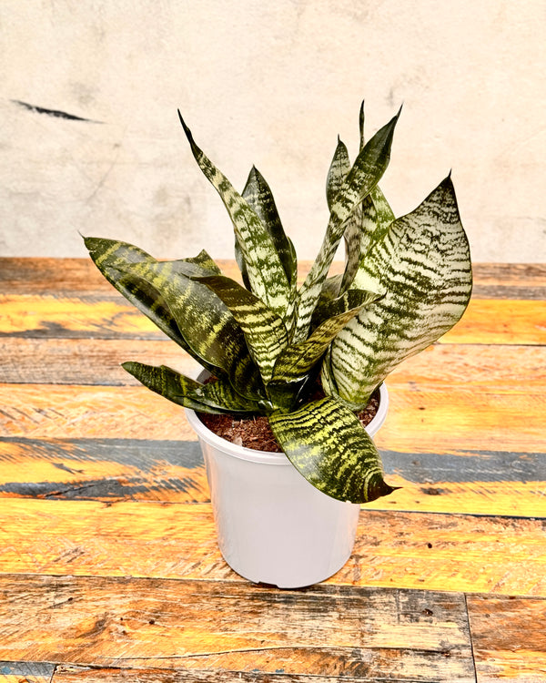 Sansevieria trifasciata ‘Robusta’ - Plant Daddy