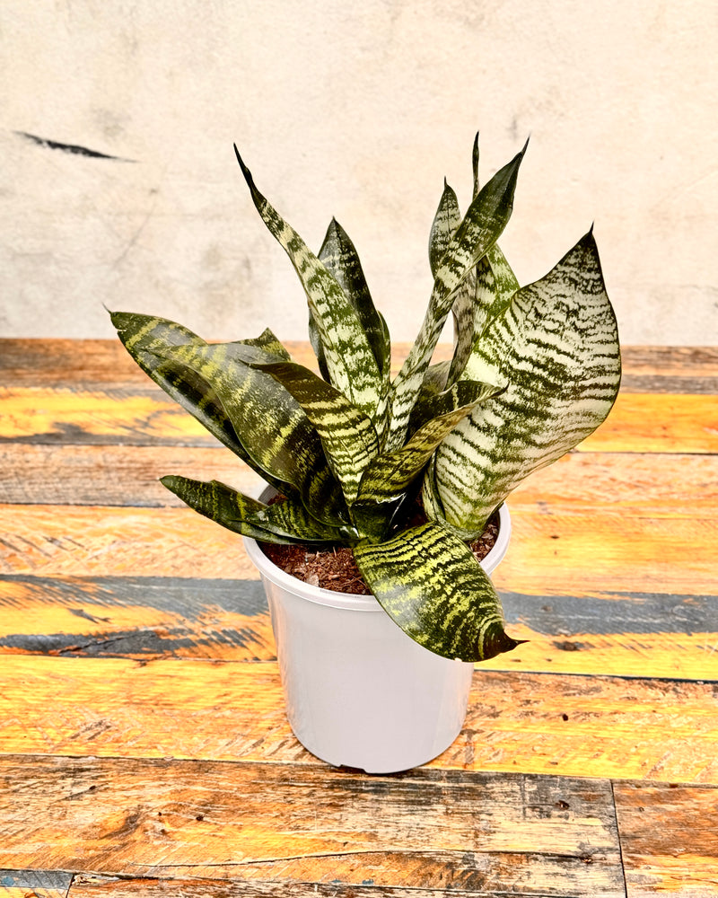 Sansevieria trifasciata ‘Robusta’ - Plant Daddy