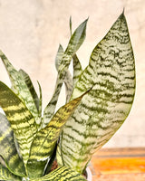 Sansevieria trifasciata ‘Robusta’ - Plant Daddy