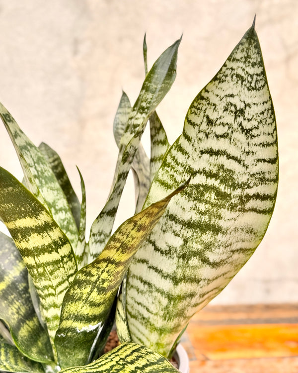 Sansevieria trifasciata ‘Robusta’ - Plant Daddy