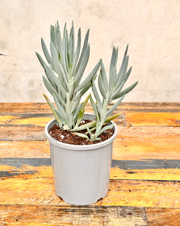 Senecio ficoides 'Chalk Sticks' - Plant Daddy