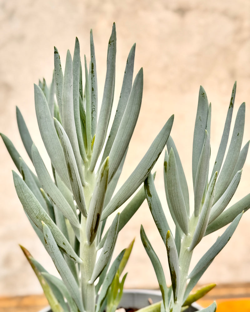 Senecio ficoides 'Chalk Sticks' - Plant Daddy