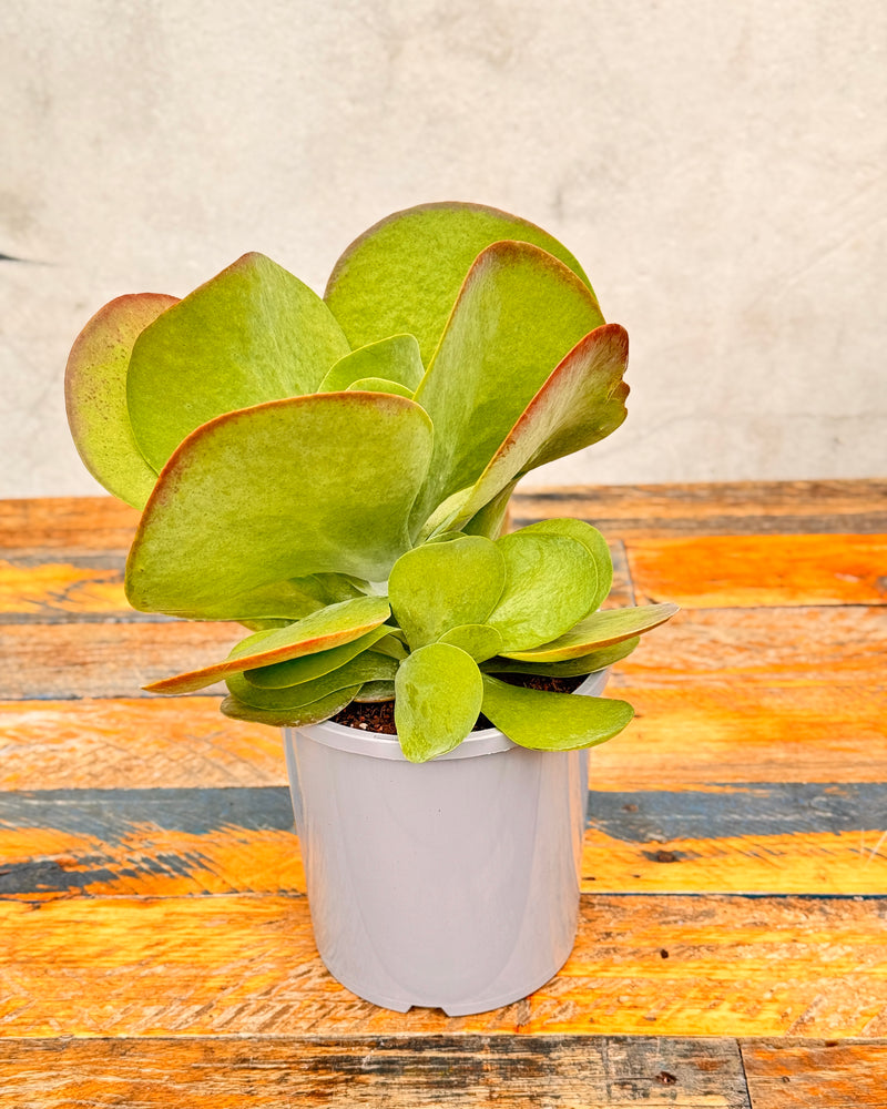 Kalanchoe luciae Flapjacks - Plant Daddy