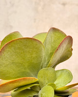 Kalanchoe luciae Flapjacks - Plant Daddy