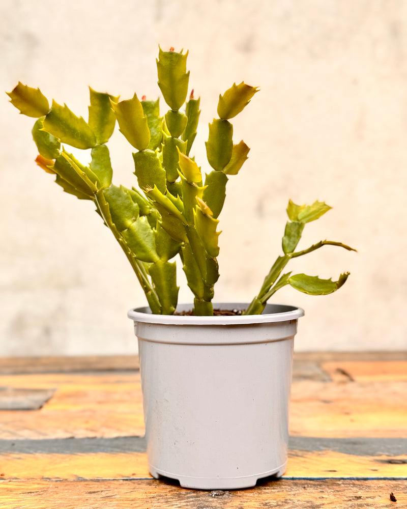 Schlumbergera Pink Zygocactus 'Christmas Cactus' - Plant Daddy