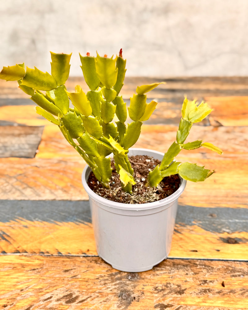 Schlumbergera Pink Zygocactus 'Christmas Cactus' - Plant Daddy