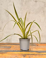 Chlorophytum cv. (Spider Plant)