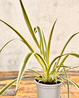 Chlorophytum cv. (Spider Plant)