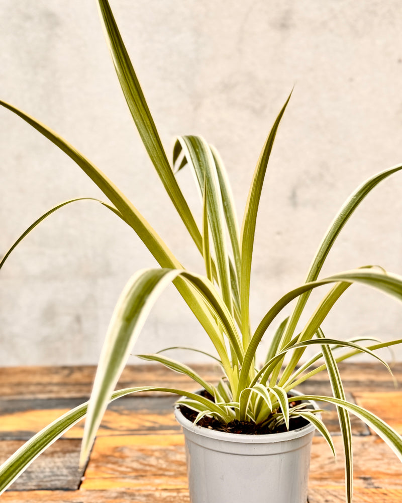 Chlorophytum cv. (Spider Plant)