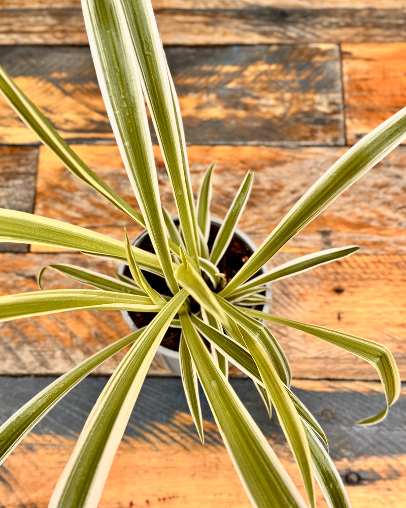 Chlorophytum cv. (Spider Plant)