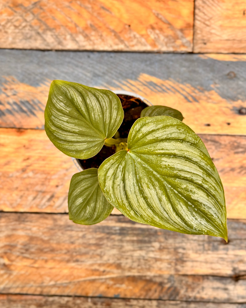 Philodendron Mamei - Plant Daddy