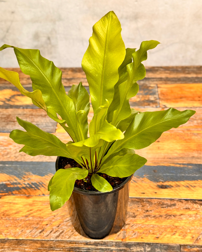 Asplenium australasicum (Birds Nest Fern)