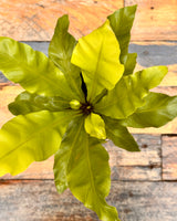 Asplenium australasicum (Birds Nest Fern)