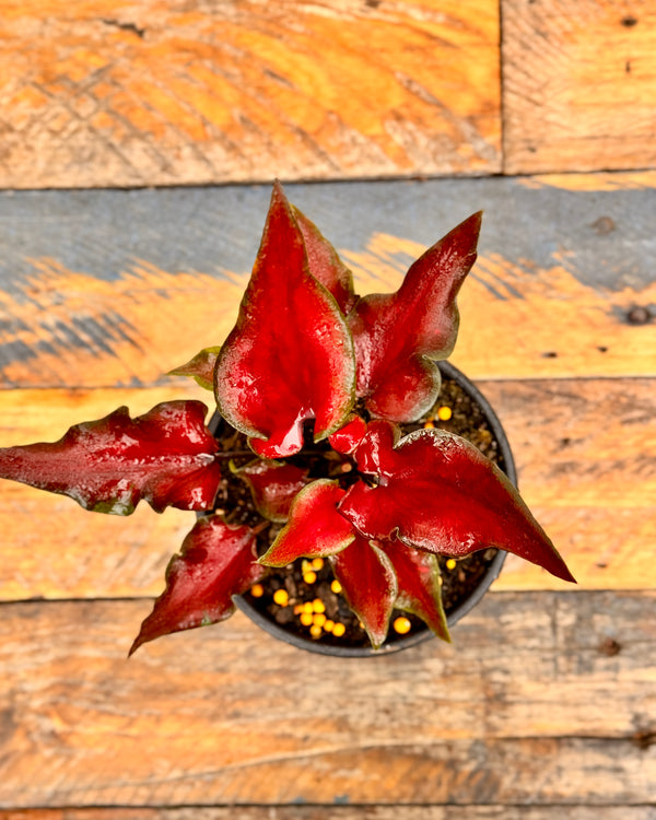 Caladium cv. - Plant Daddy