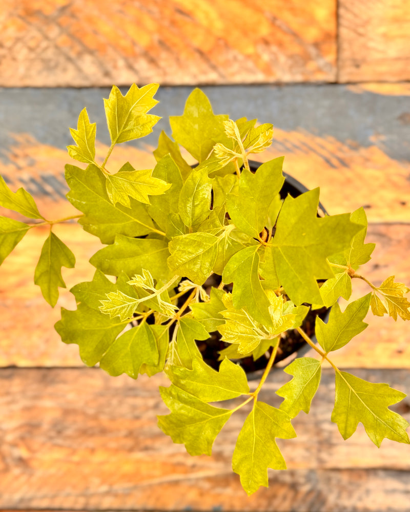 Cissus rhombifolia ‘Ellen Danica’ - Plant Daddy